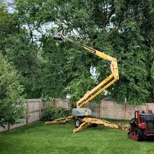 Best Palm Tree Trimming  in Butler, IN