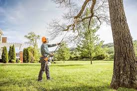 Best Tree Removal  in Butler, IN