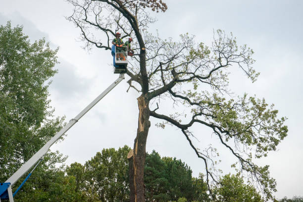 Best Tree Maintenance Programs  in Butler, IN