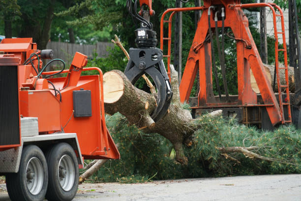 Best Root Management and Removal  in Butler, IN