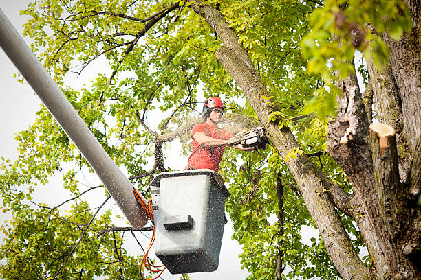 Best Stump Grinding and Removal  in Butler, IN