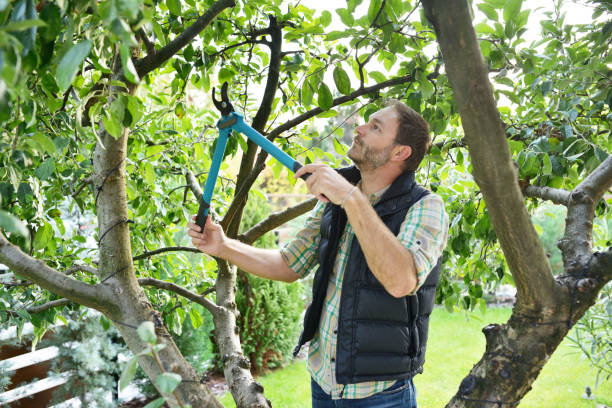 Best Tree Trimming and Pruning  in Butler, IN